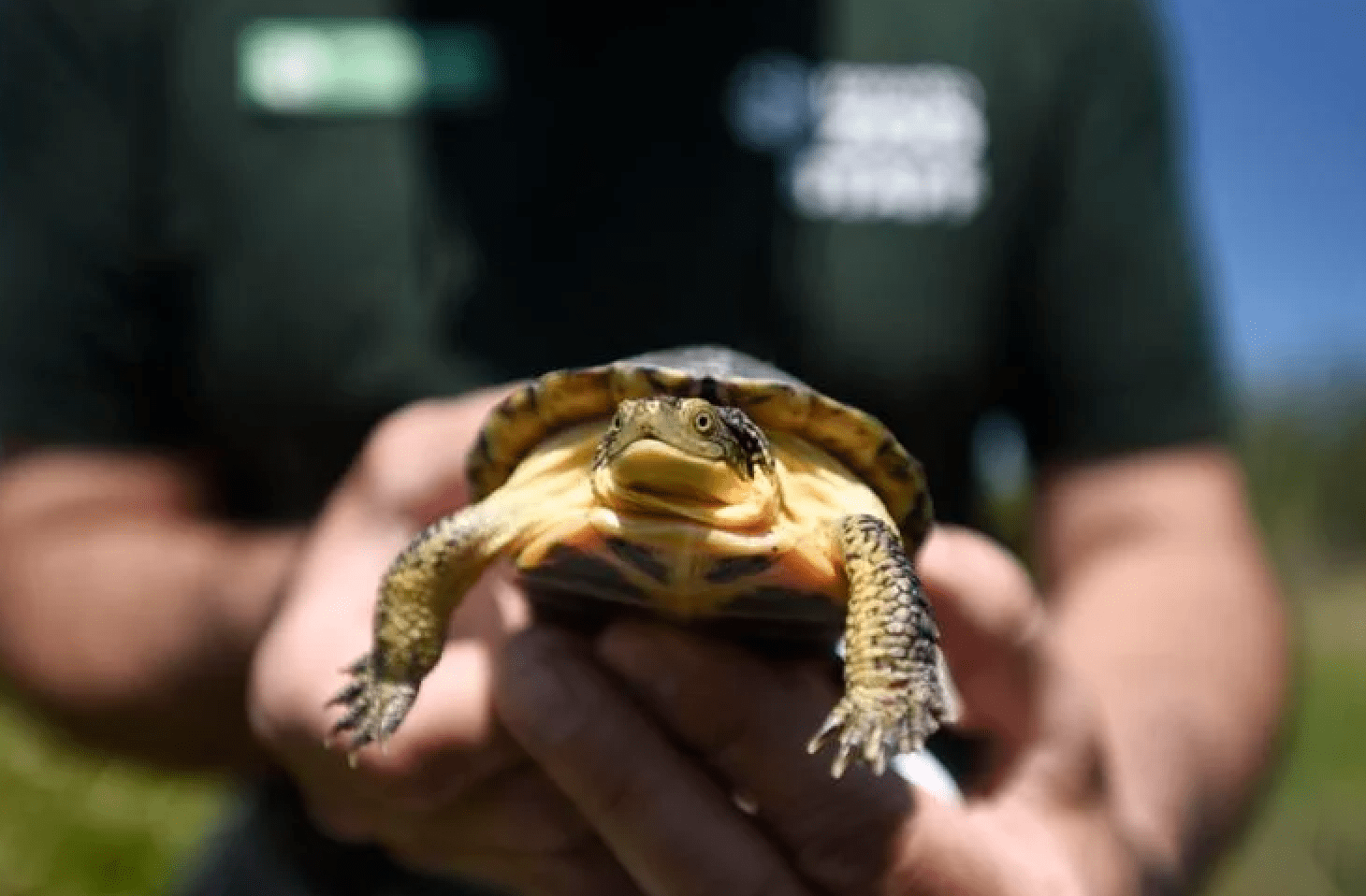 Adopt-A-Pond Conservation with The Toronto Zoo